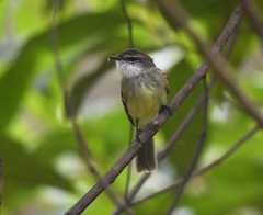 Mecocerculus leucophrys