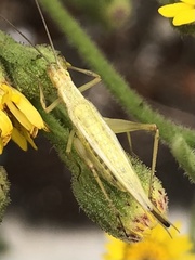 Oecanthus argentinus