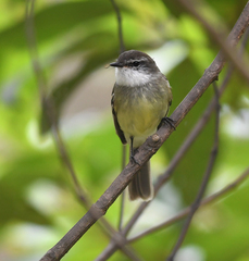 Mecocerculus leucophrys
