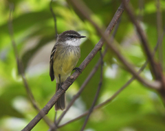 Mecocerculus leucophrys