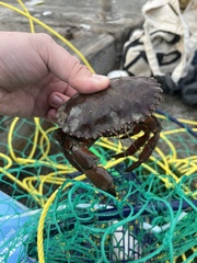 Romaleon antennarium