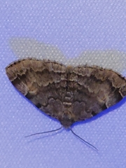 Idia americalis