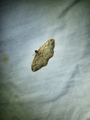 Costaconvexa centrostrigaria