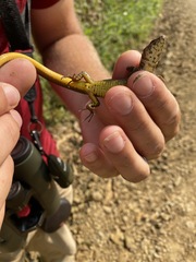 Euspondylus excelsum