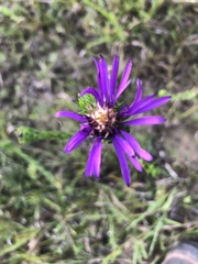 Symphyotrichum pratense