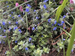 Evolvulus alsinoides