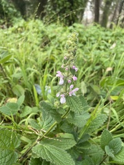 Stachys bullata