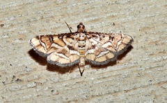 Hileithia magualis