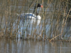 Cygnus melancoryphus