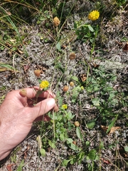 Trifolium aureum