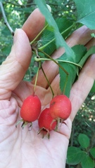 Crataegus holmesiana