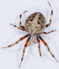 Neoscona domiciliorum