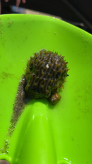 Chilomycterus schoepfii