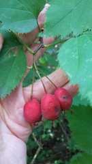 Crataegus holmesiana