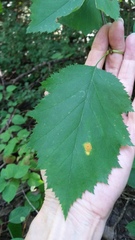 Crataegus holmesiana