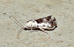 Ponometia phecolisca