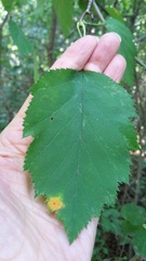 Crataegus holmesiana