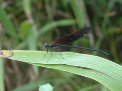 Hetaerina titia