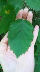 Crataegus holmesiana