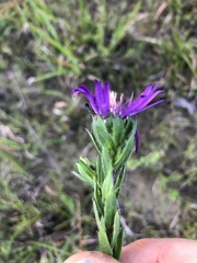 Symphyotrichum pratense