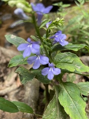 Lobelia amoena