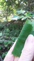 Crataegus holmesiana