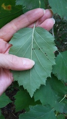 Crataegus holmesiana