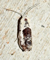 Ponometia phecolisca