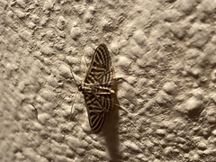 Spilomela