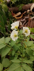 Solanum maglia