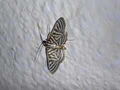 Spilomela