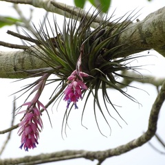 Tillandsia stricta