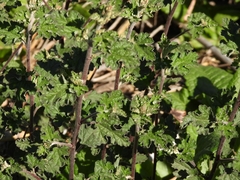 Sphaeralcea bonariensis