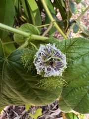 Passiflora foetida
