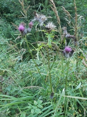Cirsium muticum