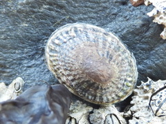 Siphonaria lessonii