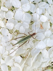 Oecanthus pini