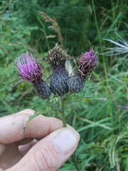 Cirsium muticum
