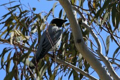 Coracina novaehollandiae