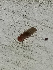 Drosophilidae
