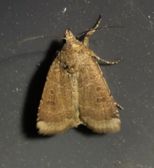 Abagrotis alternata