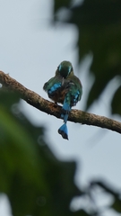 Eumomota superciliosa