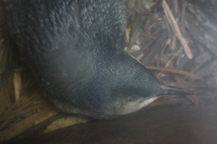 Eudyptula minor iredalei