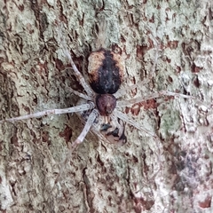 Tamopsis