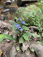 Lobelia amoena
