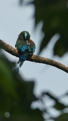 Eumomota superciliosa