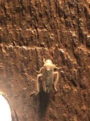 Ponana quadralaba