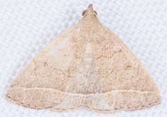 Zanclognatha marcidilinea