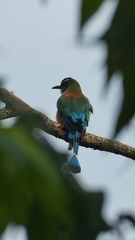 Eumomota superciliosa