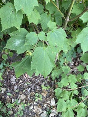 Acer spicatum